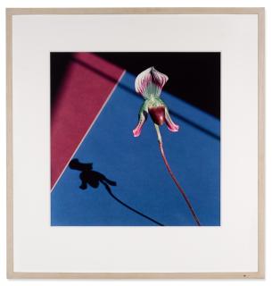 Robert Mapplethorpe - Orchid