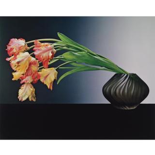 Robert Mapplethorpe - Parrot Tulips