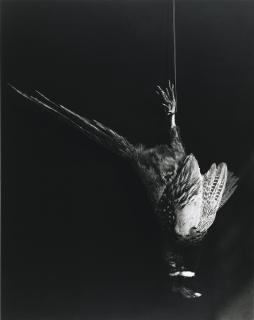 Robert Mapplethorpe - Pheasant