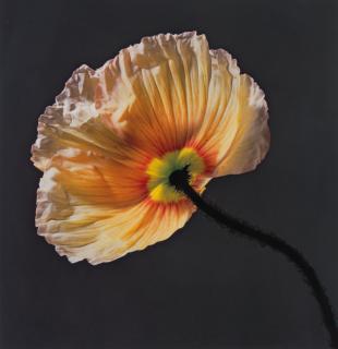 Robert Mapplethorpe - Poppy, 1988