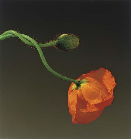 Robert Mapplethorpe - Poppy, 1988