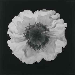 Robert Mapplethorpe - Poppy, 1988Silver Print, Printed 1988. With The Photographer\'S Copyright Stamp Signed By The Photographer Numbered 3/10. Mounted And Framed.