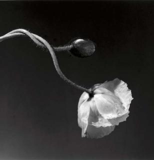 Robert Mapplethorpe - Poppy