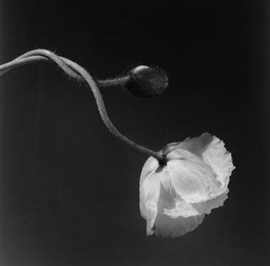Robert Mapplethorpe - Poppy