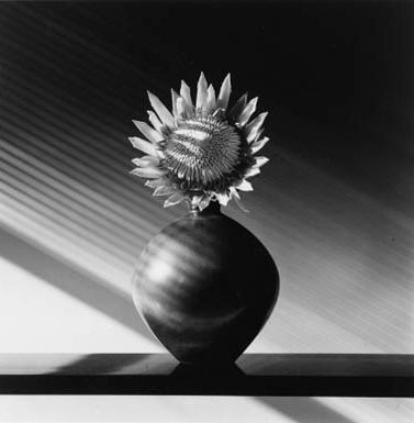 Robert Mapplethorpe - Protea (Sunflower)