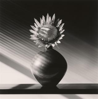 Robert Mapplethorpe - Protea