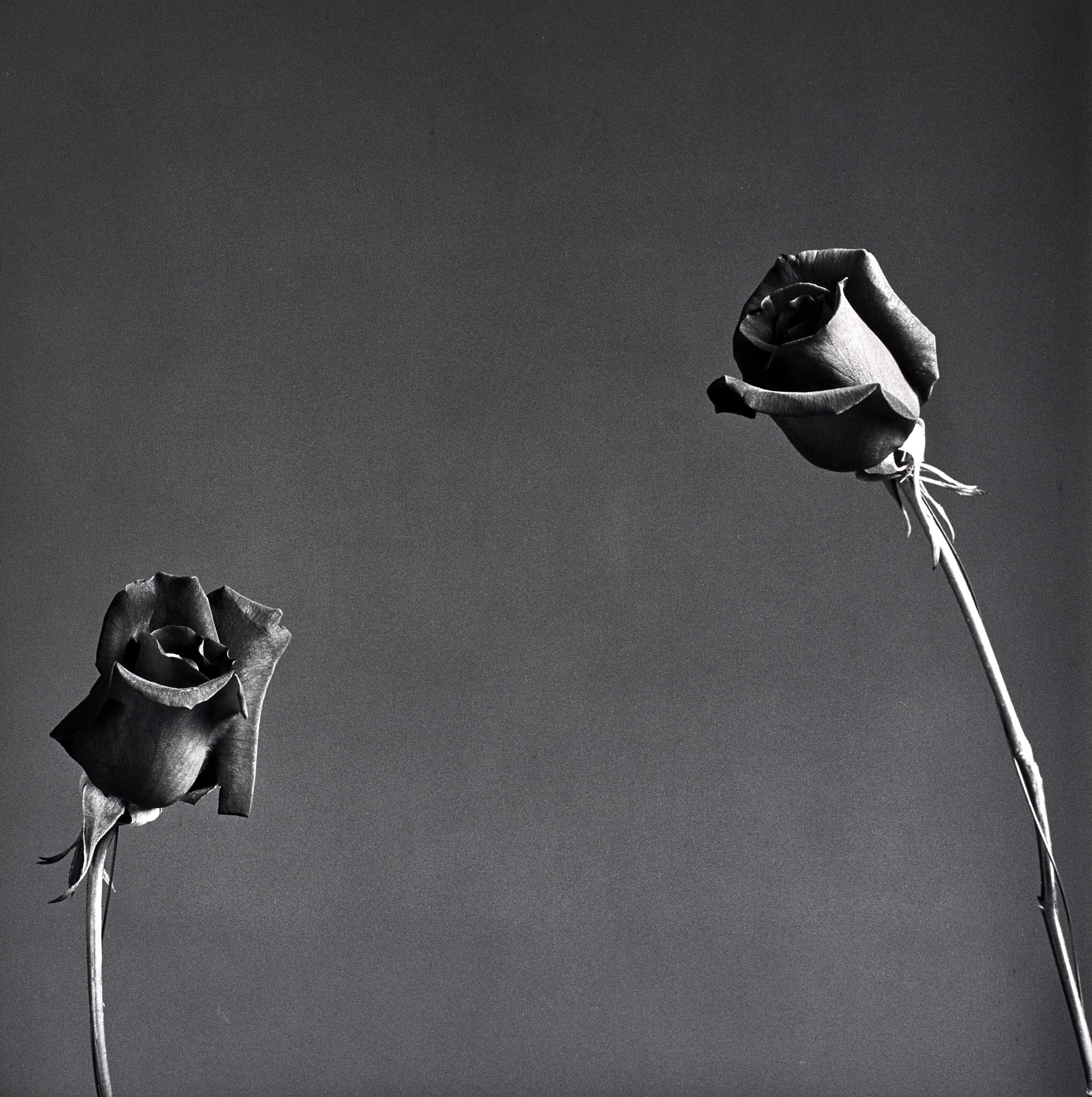 Robert Mapplethorpe - Rose, 1982