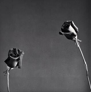 Robert Mapplethorpe - Rose, 1982