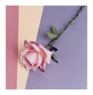 Robert Mapplethorpe - Rose, 1987