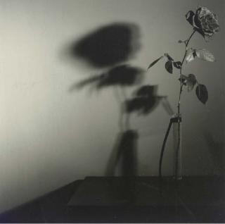 Robert Mapplethorpe - Rose, N.Y.C., 1978