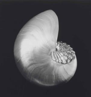 Robert Mapplethorpe - Shell + Cristal