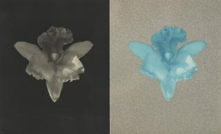 Robert Mapplethorpe - Tampa Orchid, 1986