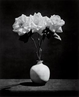 Robert Mapplethorpe - Three Roses in a Vase, from Flowers, 1983