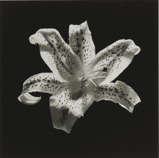 Robert Mapplethorpe - Tiger Lily, 1984