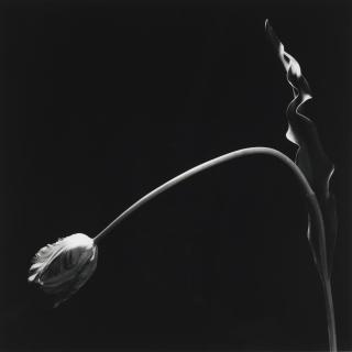 Robert Mapplethorpe - \'Tulip\', 1984 