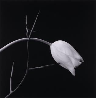 Robert Mapplethorpe - Tulip, 1985