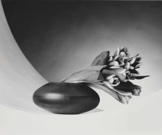 Robert Mapplethorpe - Tulips, 1987