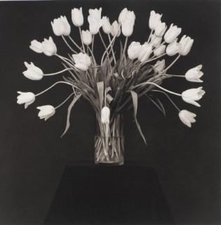 Robert Mapplethorpe - Tulips, 1988