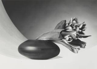 Robert Mapplethorpe - Tulips, (Just to Thank You), 1987