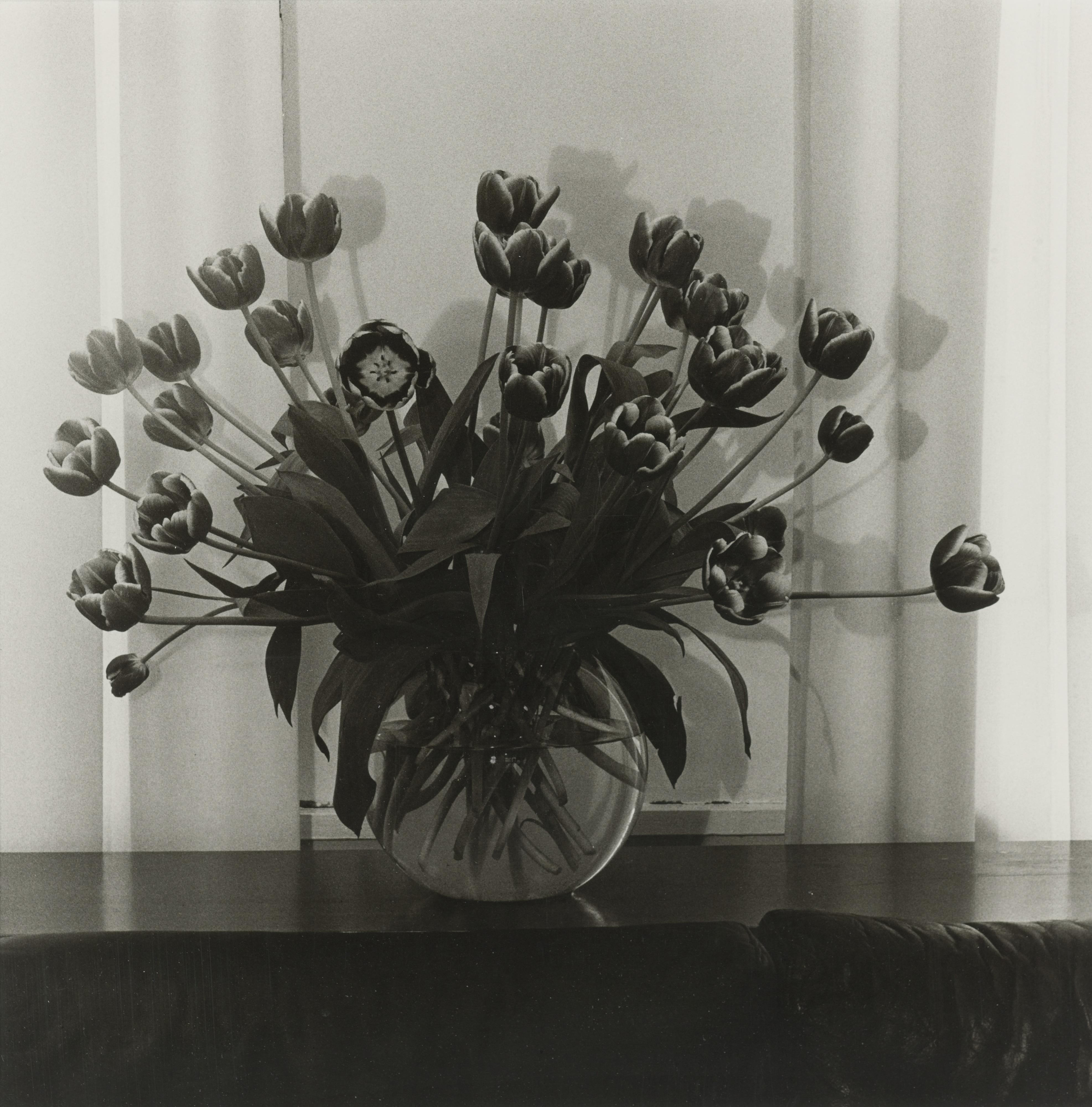 Robert Mapplethorpe - Tulips
