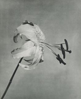 Robert Mapplethorpe - \
