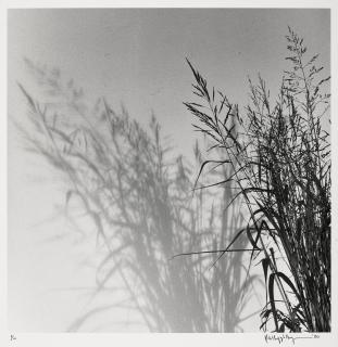 Robert Mapplethorpe - Wheat