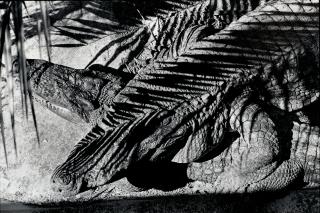 Robert Rauschenberg - Untitled (Alligator, Fort Myers)