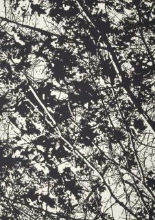 Robert Stanley - Black and White Trees