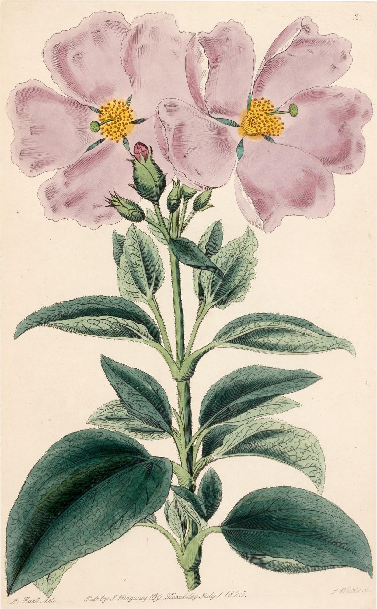 Robert Sweet - Cistinae. The natural order of cistus..., 1825-1830
