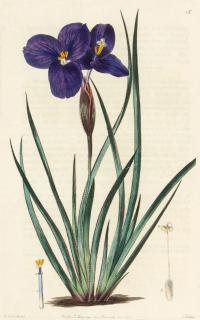 Robert Sweet - Flora Australasica..., 1827-1828