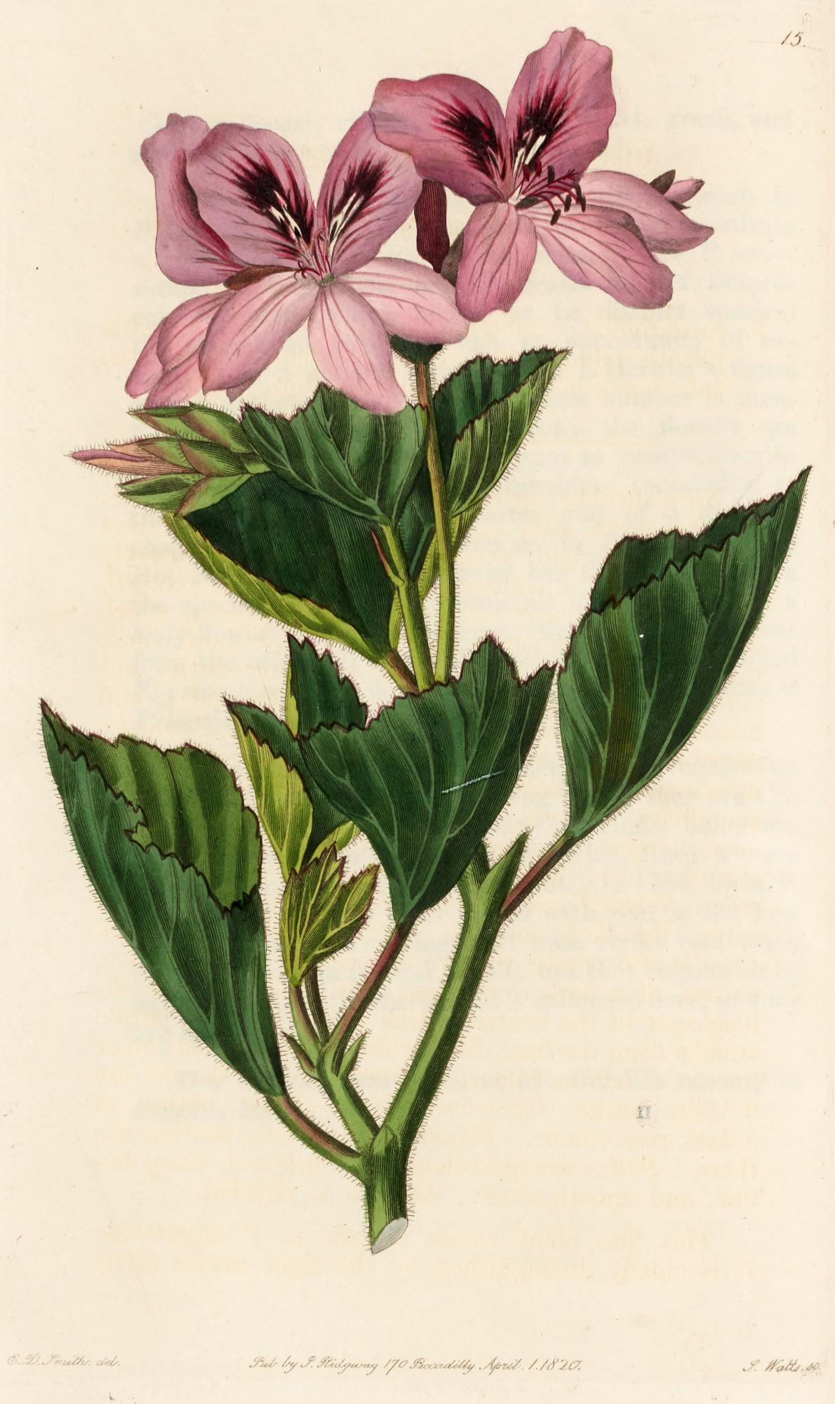 Robert Sweet - Geraniaceae. The Natural Order of Gerania, 1820-1830, 5 volumes (including supplement)