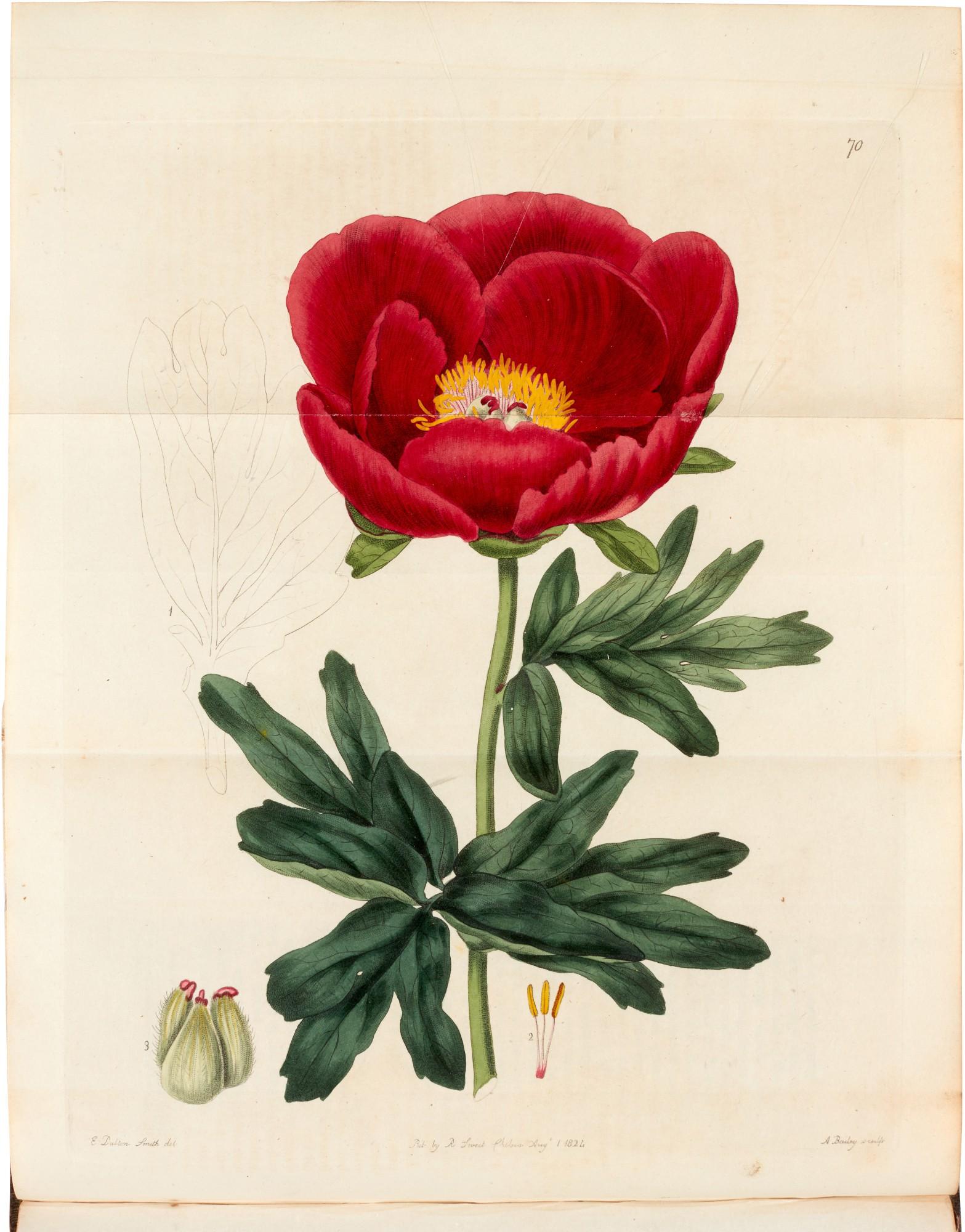 Robert Sweet - The British Flower Garden, 1823-1838, 7 volumes
