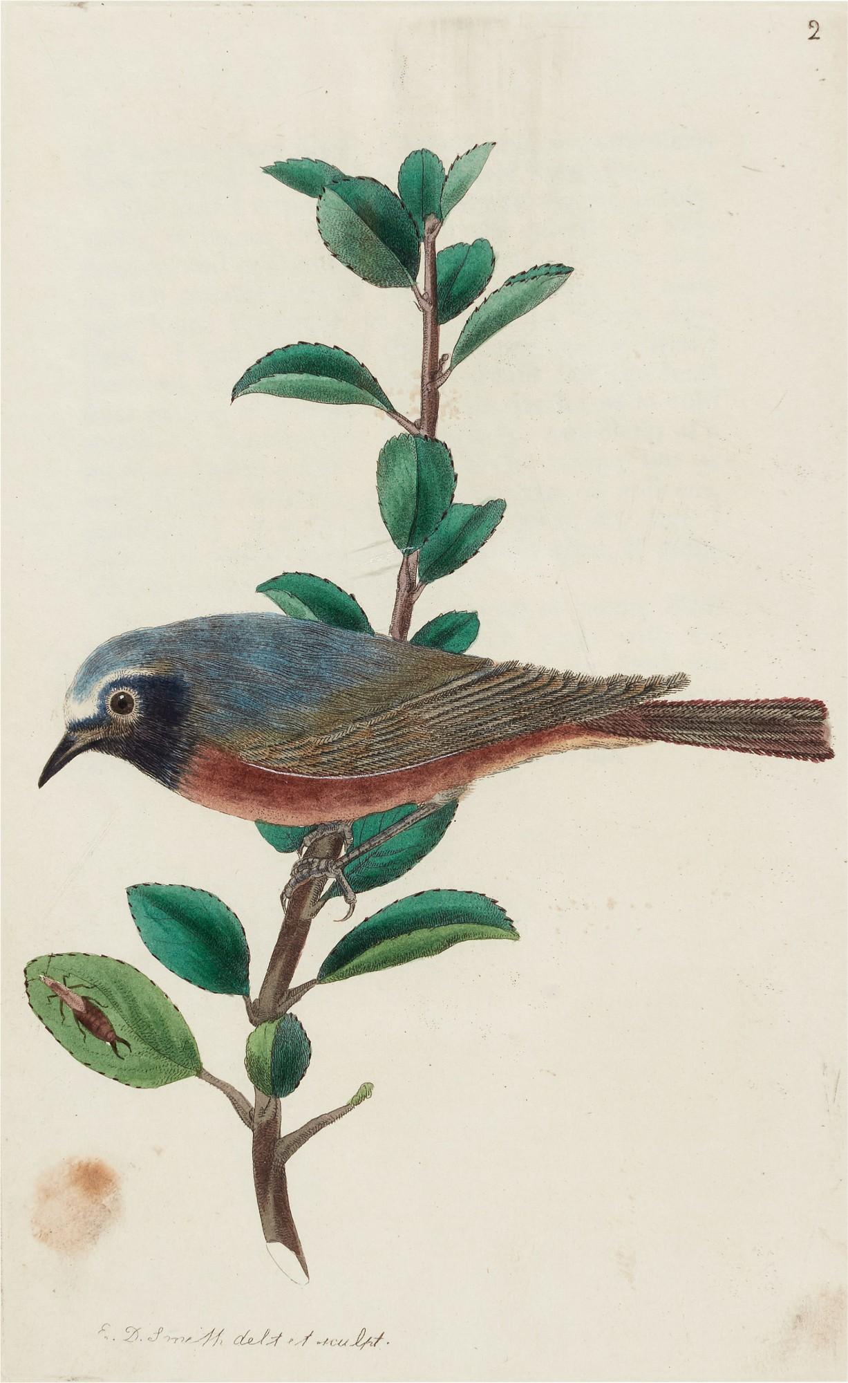 Robert Sweet - The British Warblers..., 1823