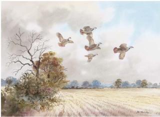 Robert W. Milliken - French Partridge in flight