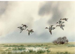 Robert W. Milliken - Pintails dropping in