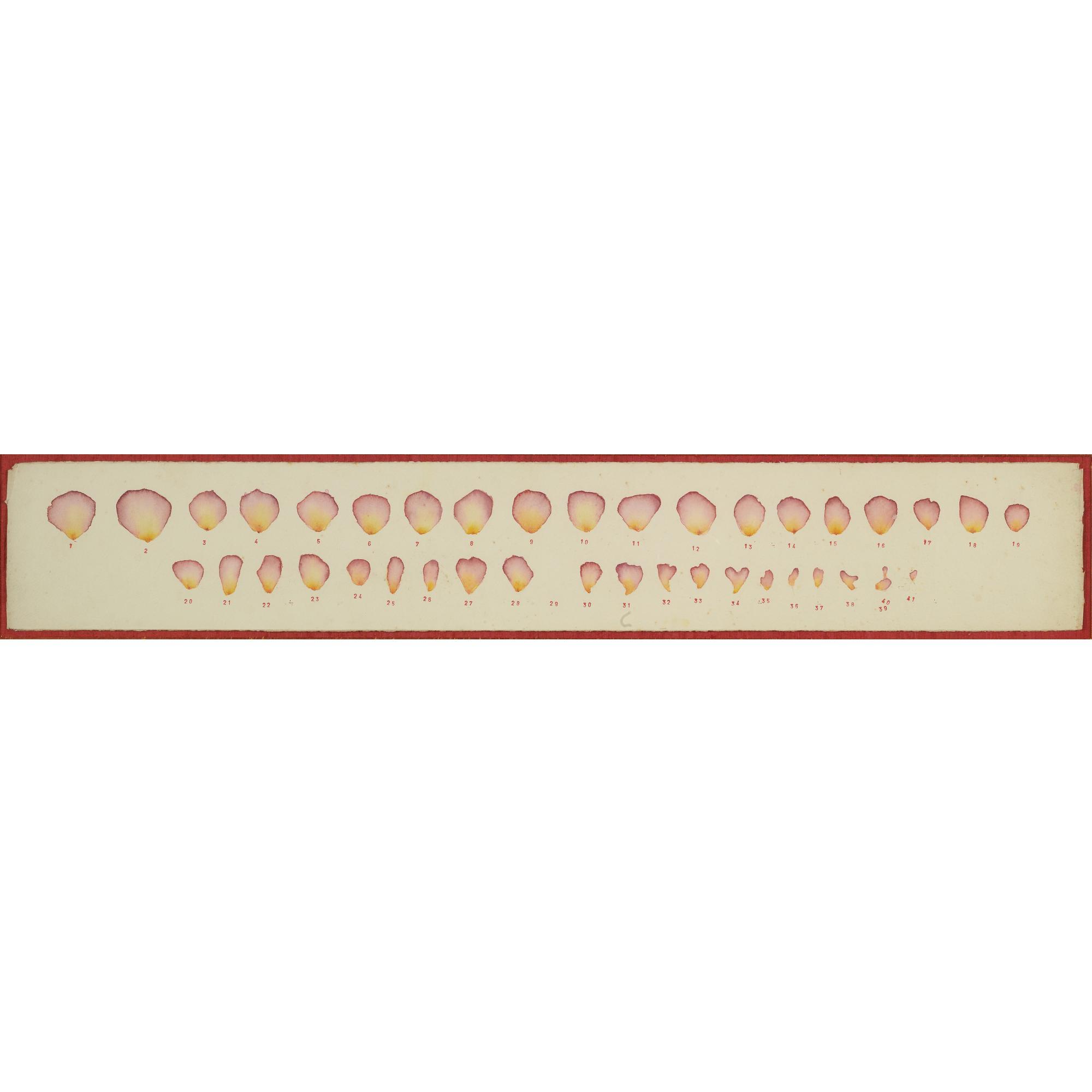 Roberto Obregón - Disección De Rosa