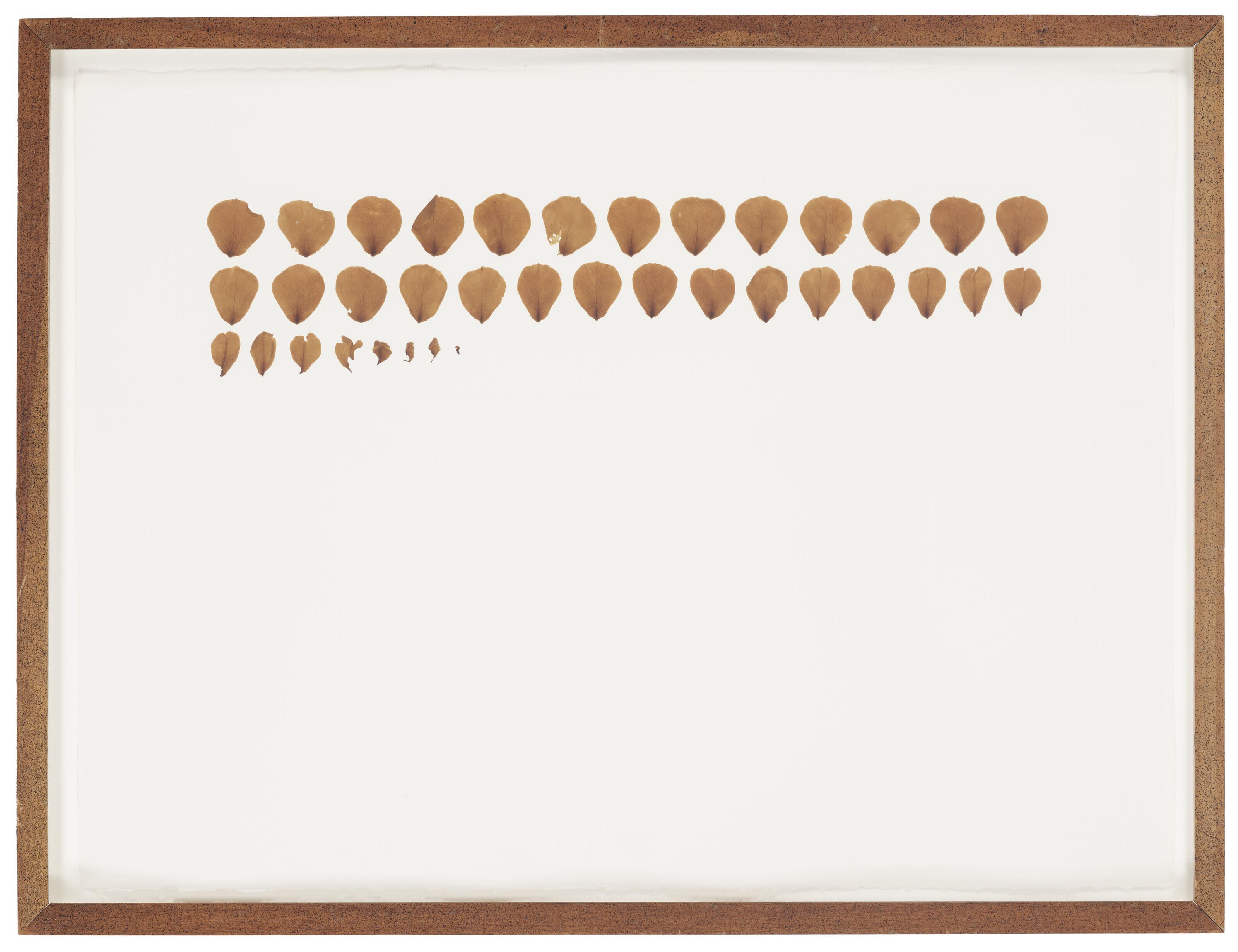 Roberto Obregón - Disección Real No. 33