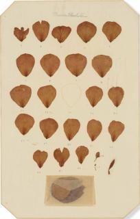 Roberto Obregón - Disección real