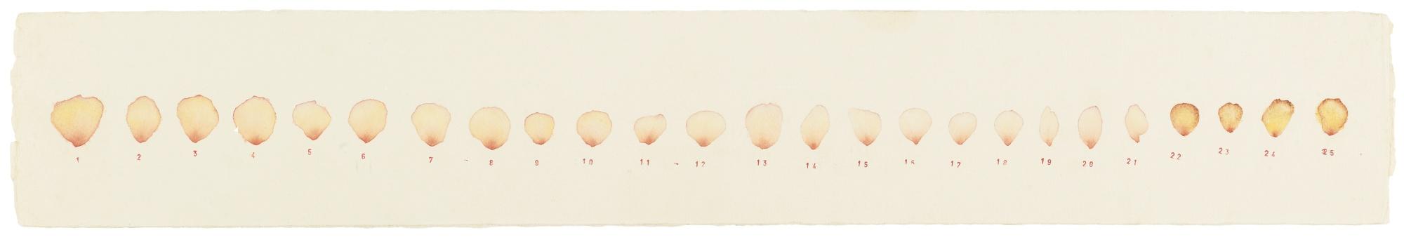 Roberto Obregón - Disección