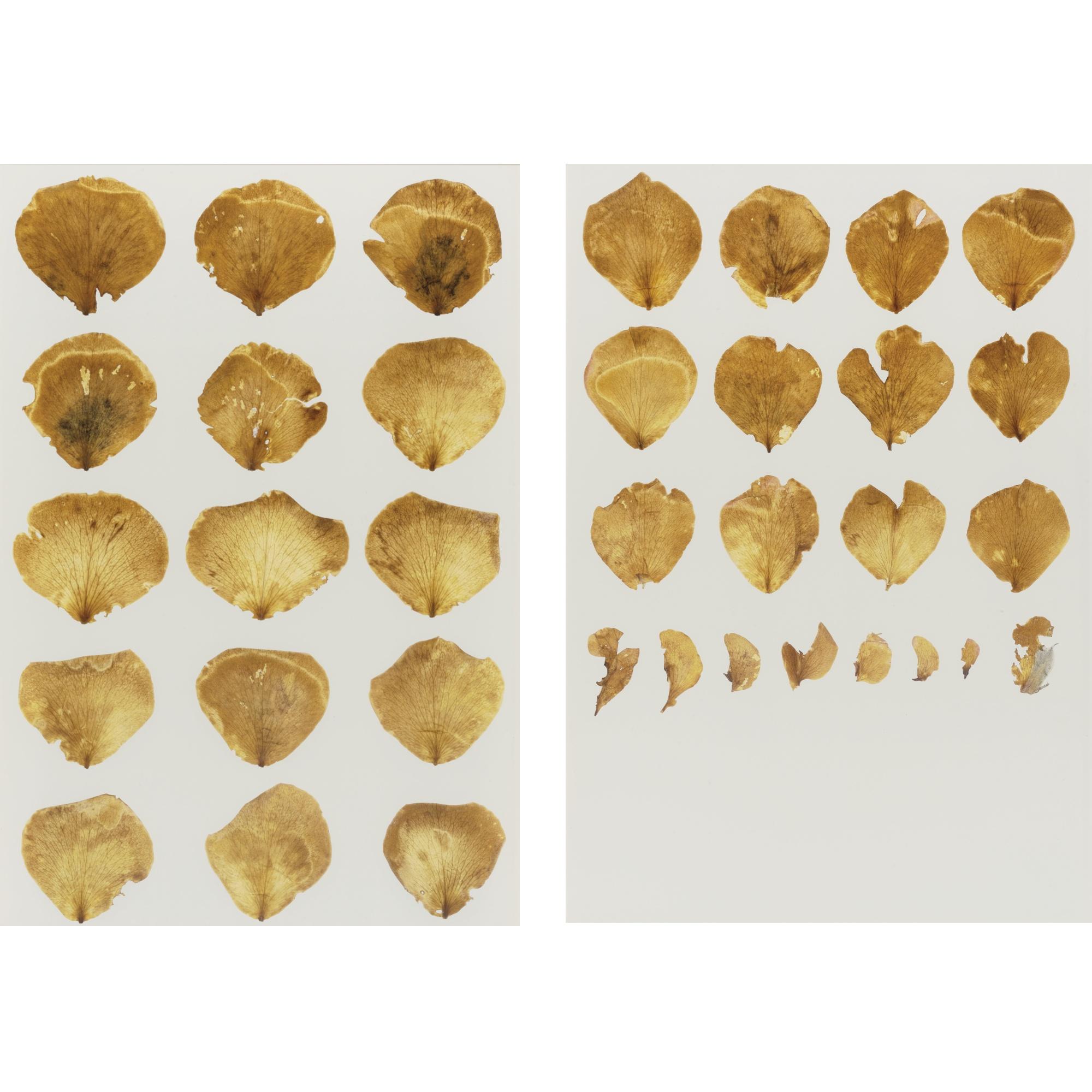 Roberto Obregón - San Valentín (Anita), Dyptich