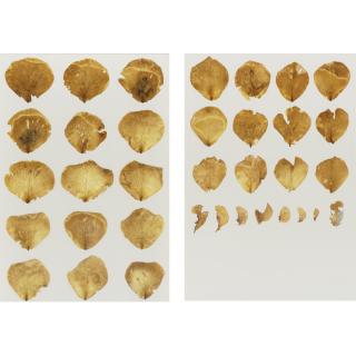 Roberto Obregón - San Valentín (Anita), Dyptich