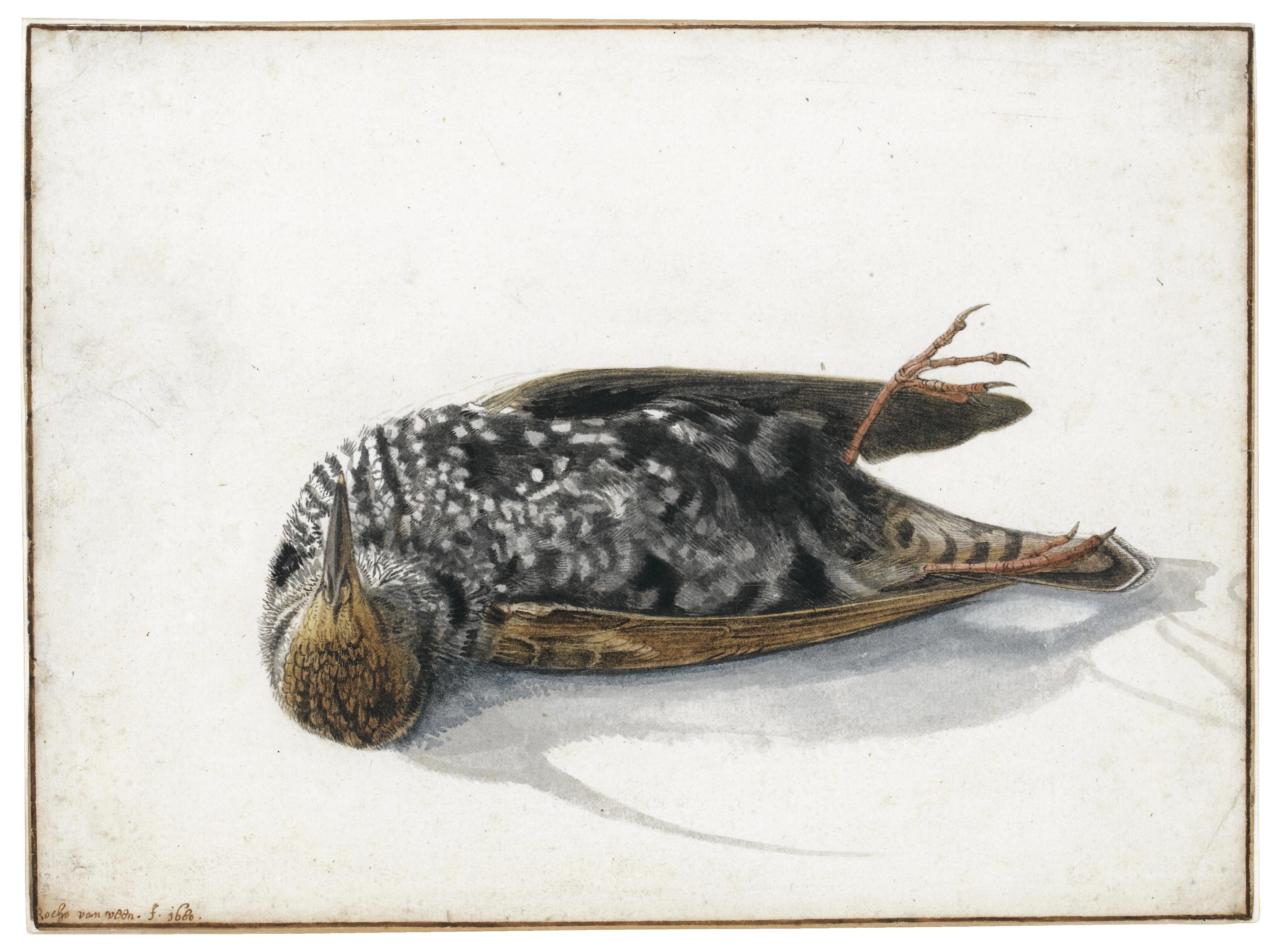 Rochus Van Veen - A Dead Starling