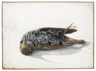 Rochus Van Veen - A Dead Starling