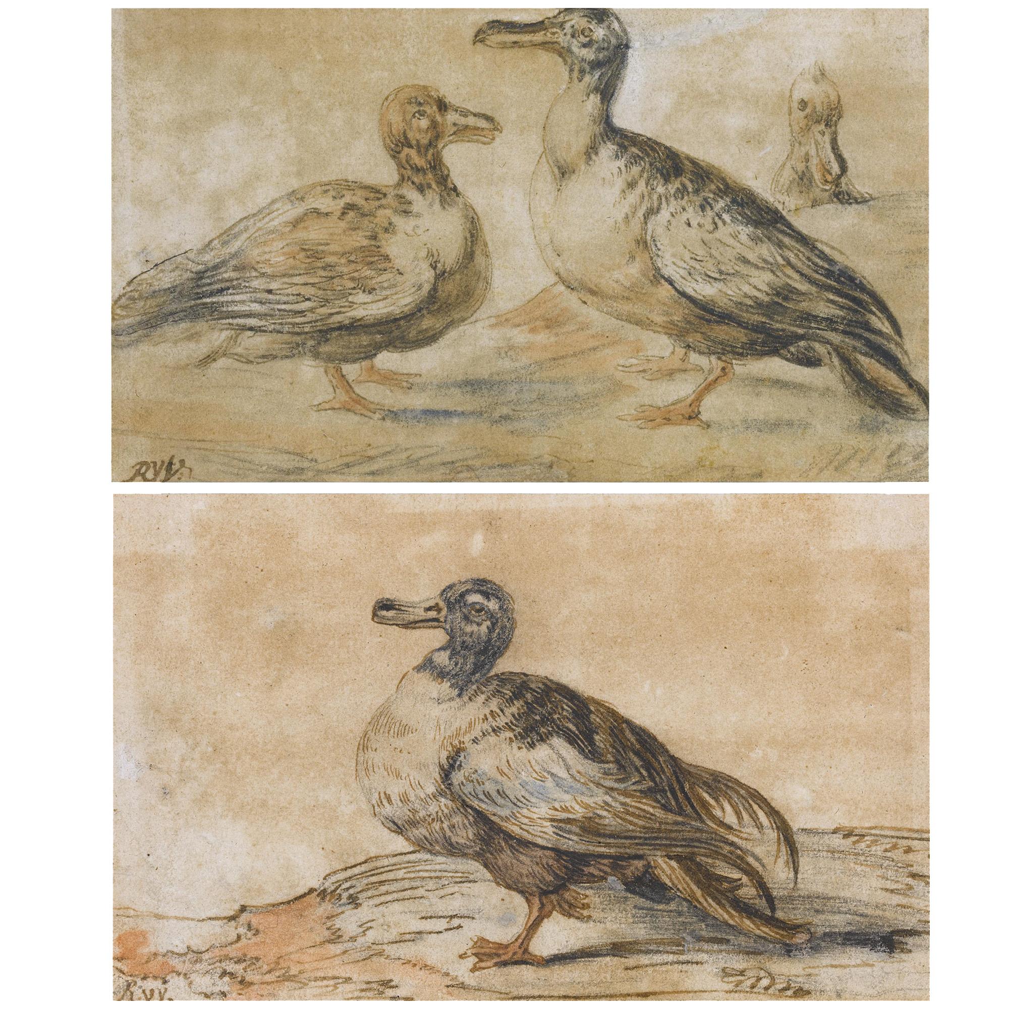 Rochus van Veen - A Pair Of Studies Of Ducks (Possibly European Shovelers)