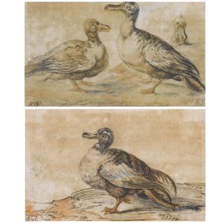 Rochus van Veen - A Pair Of Studies Of Ducks (Possibly European Shovelers)