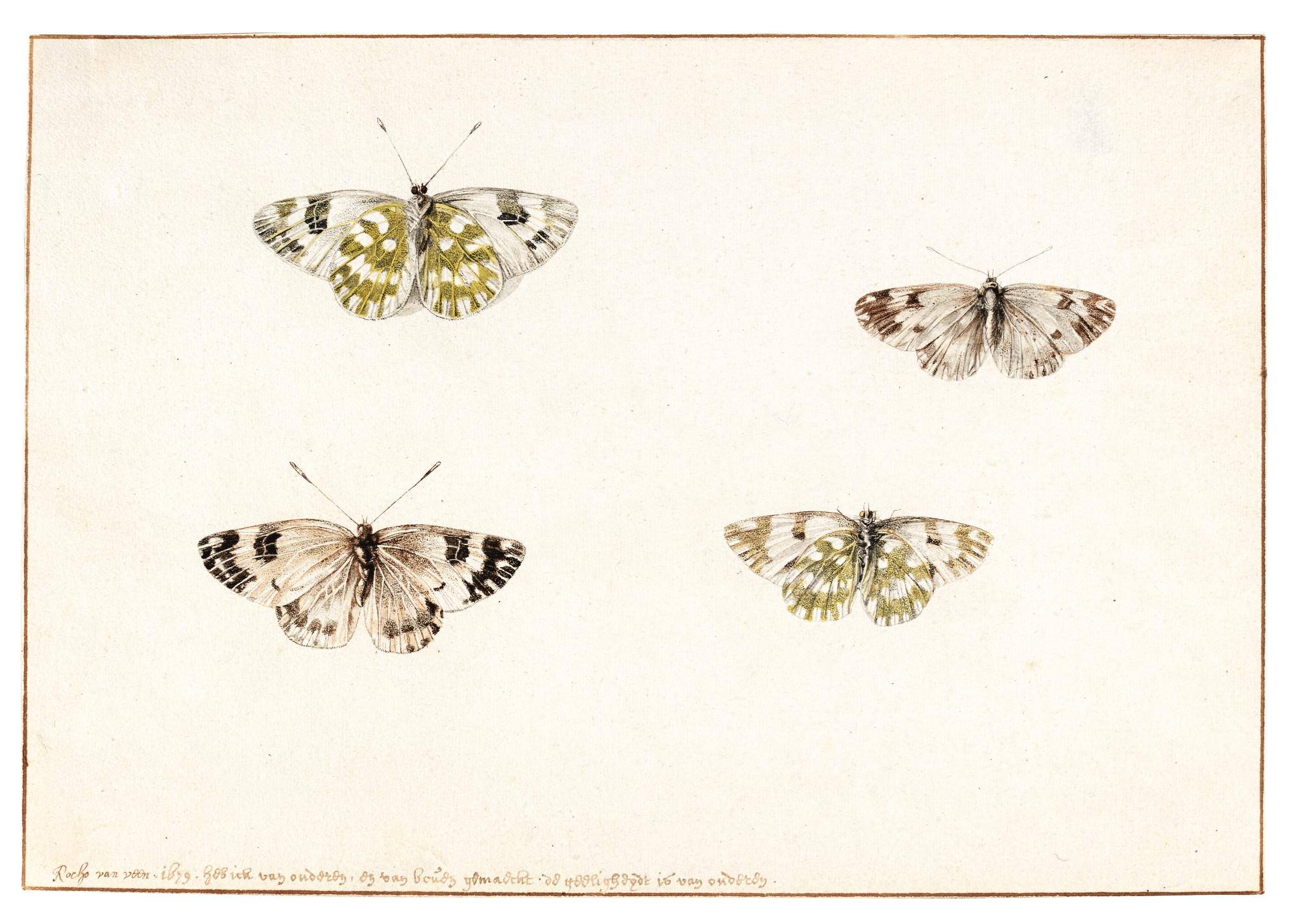 Rochus Van Veen - Studies Of Two Butterflies, Each Seen From Both Top And Bottom