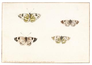 Rochus Van Veen - Studies Of Two Butterflies, Each Seen From Both Top And Bottom