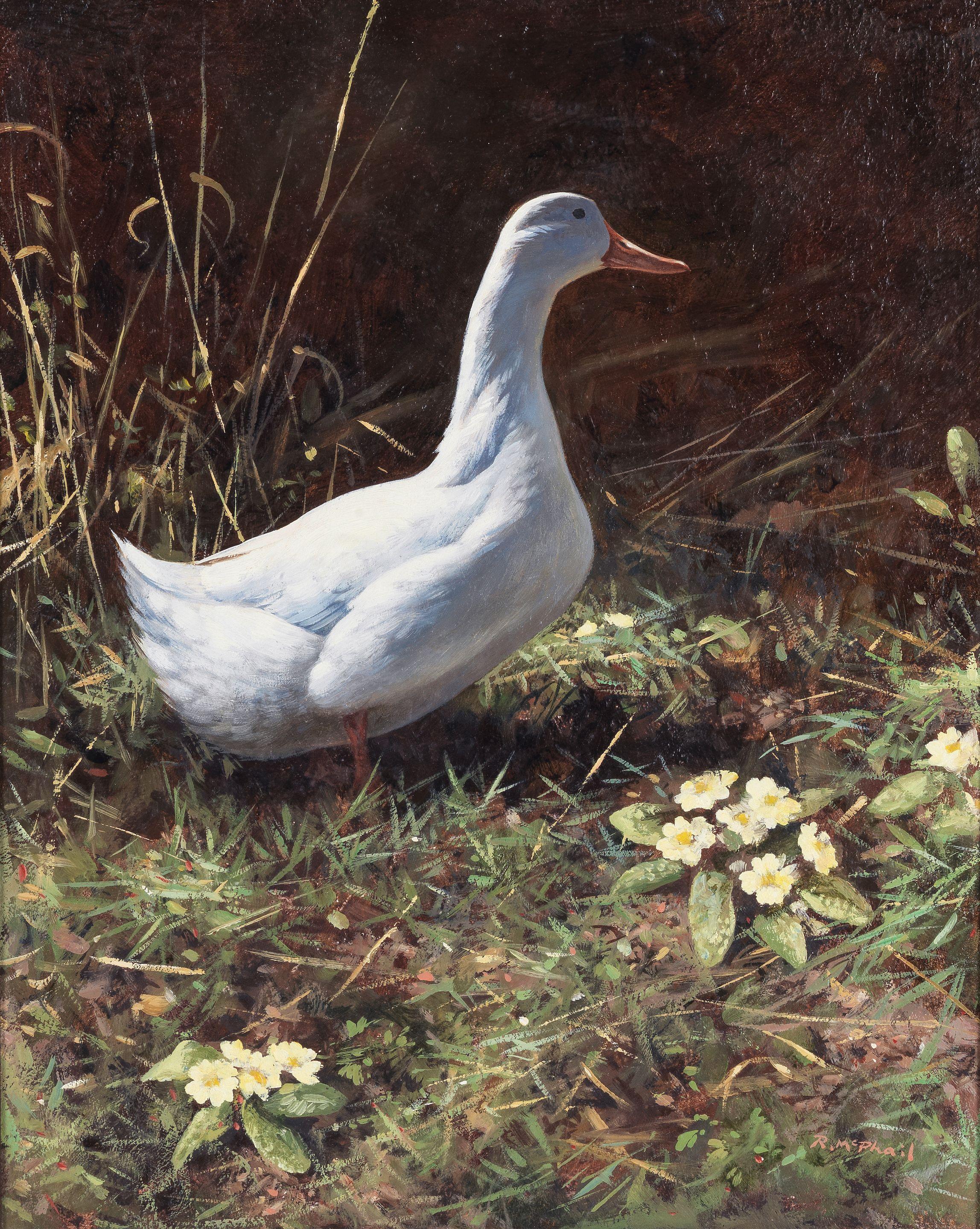 Rodger McPhail - A duck amongst primroses