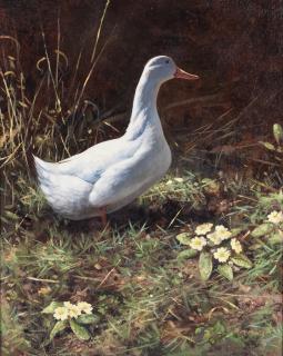 Rodger McPhail - A duck amongst primroses