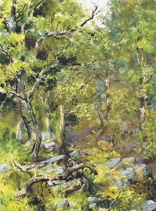 Rodger McPhail - A startled roebuck